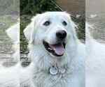 Small #15 Great Pyrenees