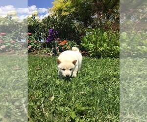 Shiba Inu Puppy for sale in SHILOH, OH, USA
