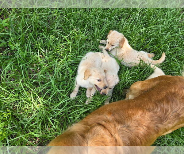Medium Photo #4 Golden Retriever Puppy For Sale in PLANT CITY, FL, USA