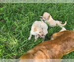 Small #3 Golden Retriever