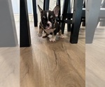 Small #2 French Bulldog