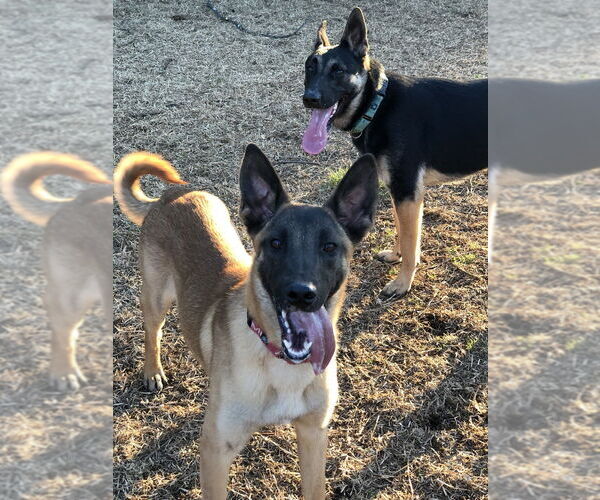 Medium Photo #4 Mutt Puppy For Sale in Imlay City, MI, USA