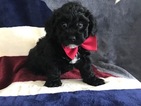 Small Photo #9 Poochon Puppy For Sale in HONEY BROOK, PA, USA
