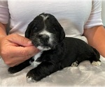 Small Photo #2 Bernedoodle (Miniature) Puppy For Sale in ALBION, NJ, USA