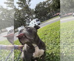 Small #2 Bulldog Mix