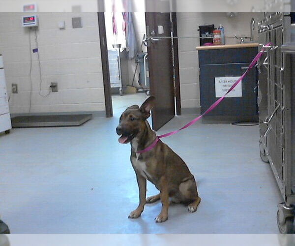 Medium Photo #1 German Shepherd Dog-Unknown Mix Puppy For Sale in Fayetteville, NC, USA