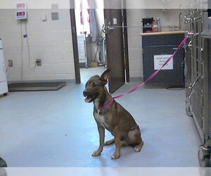 German Shepherd Dog-Unknown Mix Dogs for adoption in Fayetteville, NC, USA