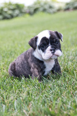 Bulldog Puppy for sale in PLYMOUTH, OH, USA