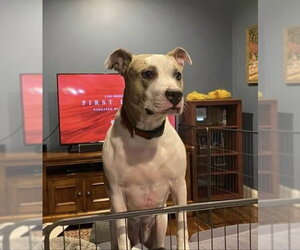 Holly - Female American Staffordshire Terrier-Unknown Mix Dog for Adoption - Photo #12