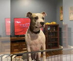 Small #11 American Staffordshire Terrier Mix