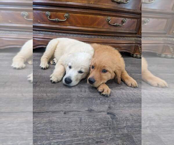 Medium Photo #7 Golden Retriever Puppy For Sale in CITRUS HEIGHTS, CA, USA