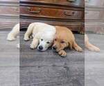 Small #6 Golden Retriever