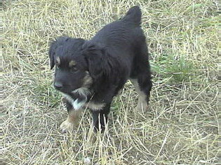 Australian Shepherd Puppy for sale in GASTON, OR, USA