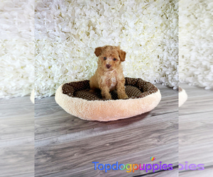 Maltipoo Puppy for sale in FULLERTON, CA, USA