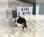 Small Photo #11 Sheepadoodle Puppy For Sale in NIXA, MO, USA