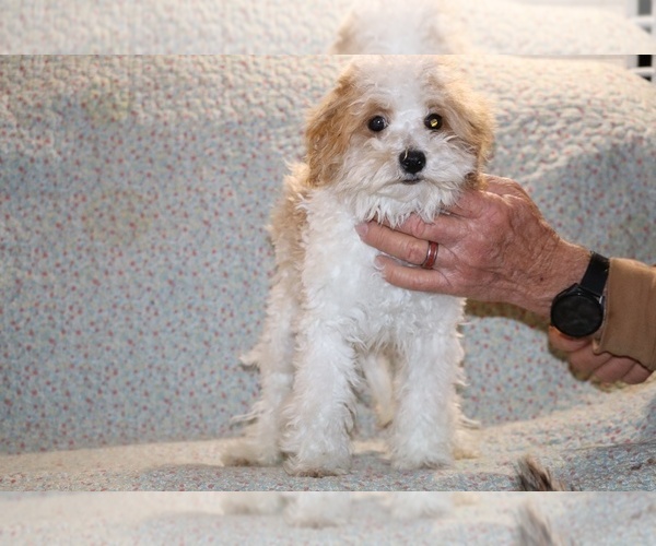 Medium Photo #7 Goldendoodle (Miniature) Puppy For Sale in DYERSBURG, TN, USA