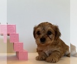 Small #4 Yorkshire Terrier