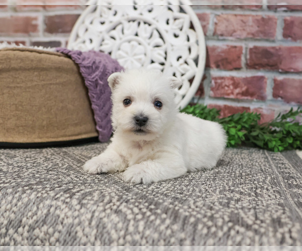 Medium Photo #5 West Highland White Terrier Puppy For Sale in SYRACUSE, IN, USA