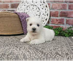 Small #4 West Highland White Terrier