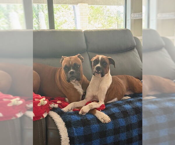 Medium Photo #2 Boxer Puppy For Sale in Austin, TX, USA