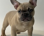 Small Photo #1 French Bulldog Puppy For Sale in SUISUN CITY, CA, USA