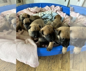 Belgian Malinois Puppy for sale in WINDSOR LOCKS, CT, USA