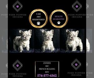 French Bulldog Puppy for sale in WARSAW, IN, USA