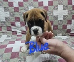 Small Photo #6 Boxer Puppy For Sale in PHIL CAMPBELL, AL, USA
