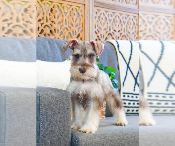 Medium Photo #8 Schnauzer (Miniature) Puppy For Sale in SYRACUSE, IN, USA