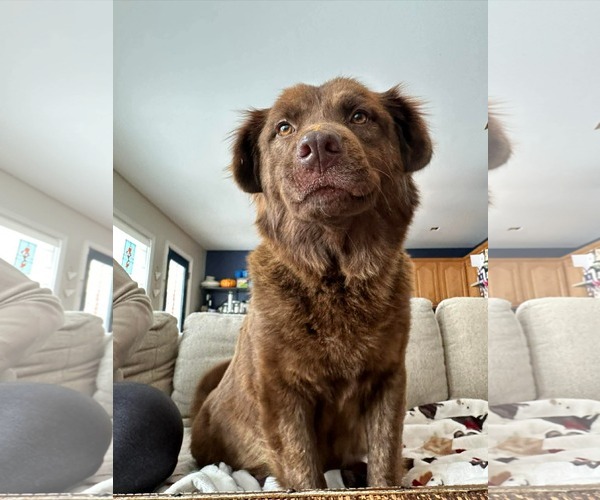 Medium Photo #4 Mutt Puppy For Sale in Germantown, OH, USA