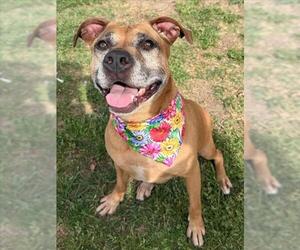 Mutt Dogs for adoption in Tulsa, OK, USA