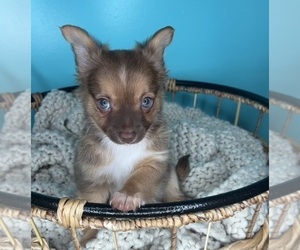 Chihuahua Puppy for sale in CHARLOTTE, NC, USA