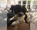 Small Shih Tzu Mix