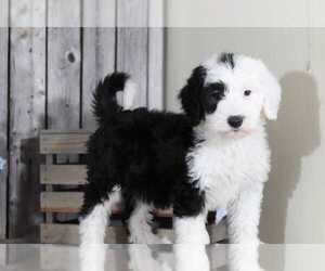 Sheepadoodle Puppy for sale in MOUNT VERNON, OH, USA