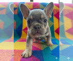 Small #7 French Bulldog