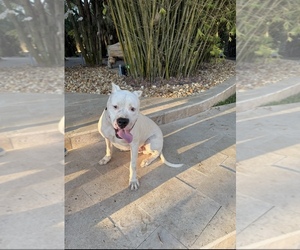 Father of the Dogo Argentino puppies born on 07/16/2025