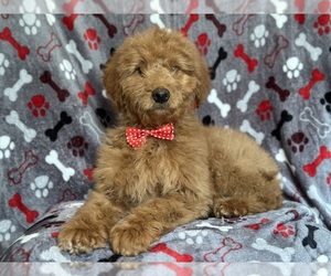 Goldendoodle Puppy for sale in LAKELAND, FL, USA