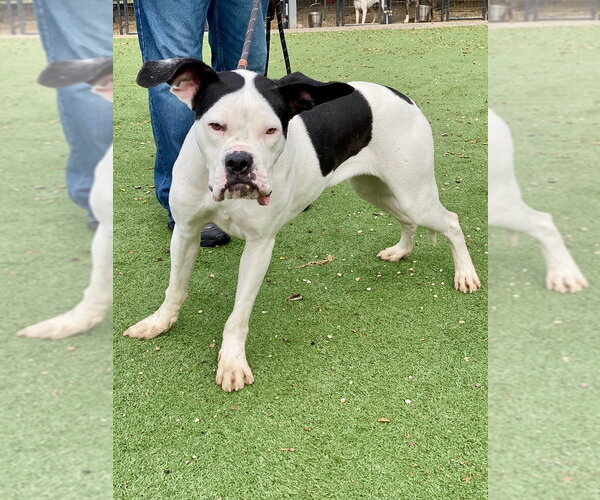 Medium Photo #11 Boxer Puppy For Sale in Austin, TX, USA