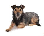 Small #2 Dachshund Mix