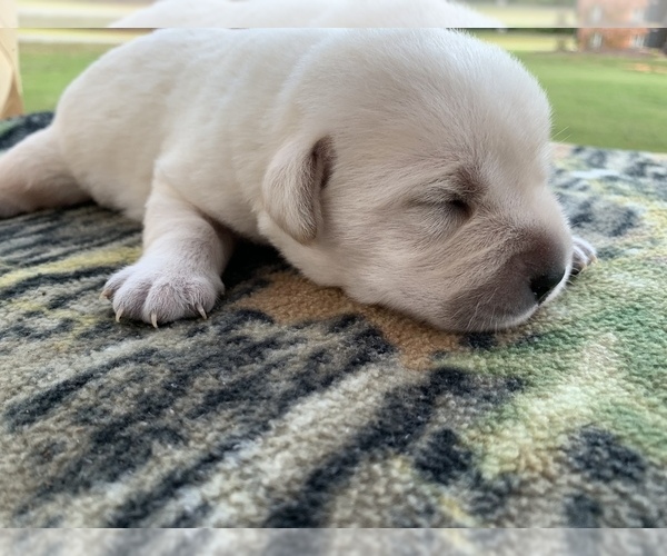 Medium Photo #5 Labrador Retriever Puppy For Sale in SOUTHMONT, NC, USA