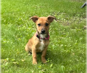 Jack Russell Terrier-Papillon Mix Dogs for adoption in Brooklyn Center, MN, USA