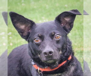 Dorgi Dogs for adoption in Huntley, IL, USA