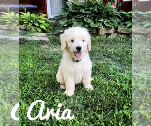 Goldendoodle (Miniature) Puppy for Sale in PLEASANT HOPE, Missouri USA