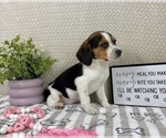 Small #4 Beagle