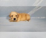 Small #5 Golden Retriever