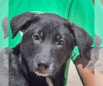 Small #4 German Shepherd Dog Mix