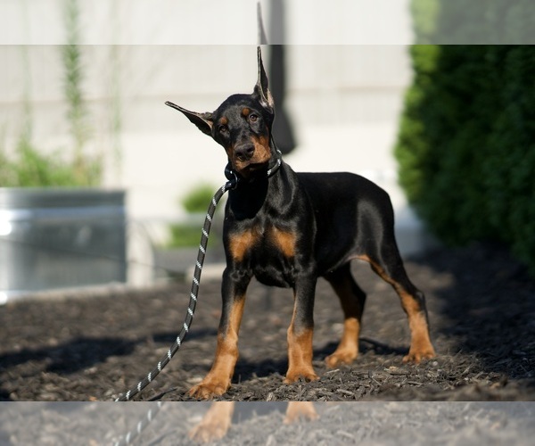 Medium Photo #37 Doberman Pinscher Puppy For Sale in WARSAW, IN, USA