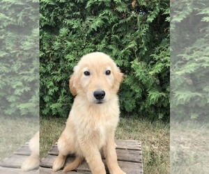Golden Retriever Puppy for Sale in GOSHEN, Indiana USA