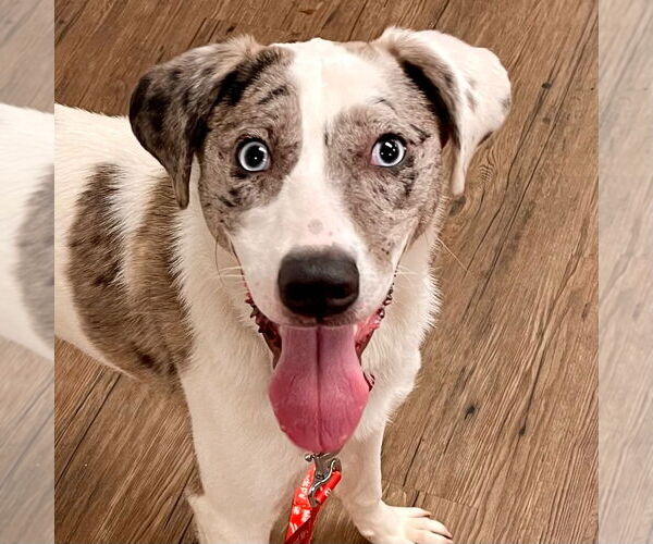 Medium Photo #13 Catahoula Leopard Dog-Unknown Mix Puppy For Sale in Canton, CT, USA