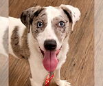 Small #12 Catahoula Leopard Dog Mix